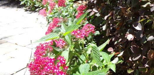 flower-beds